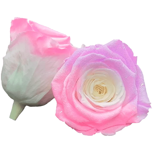 BELLA Preserved Roses Bicolors - Pack 4 - BMade