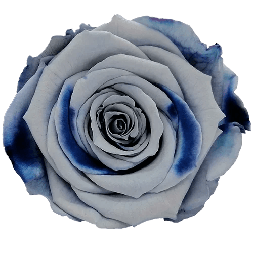 BELLA Preserved Roses Bicolors - Pack 4 - BMade