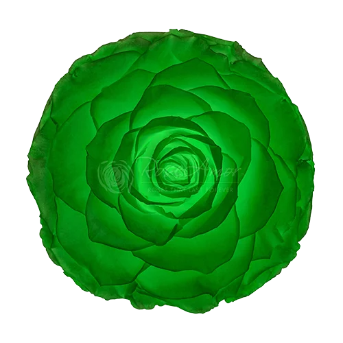 LL+ Preserved Roses Glow - Pack of 6 - BMade
