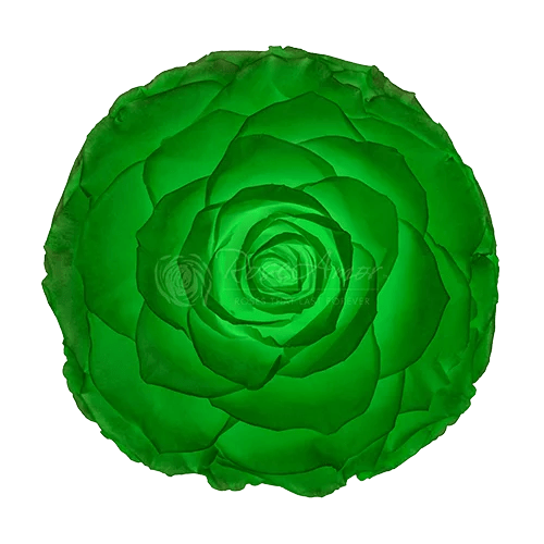 BONITA Preserved Roses Glow - Pack 1 - BMade