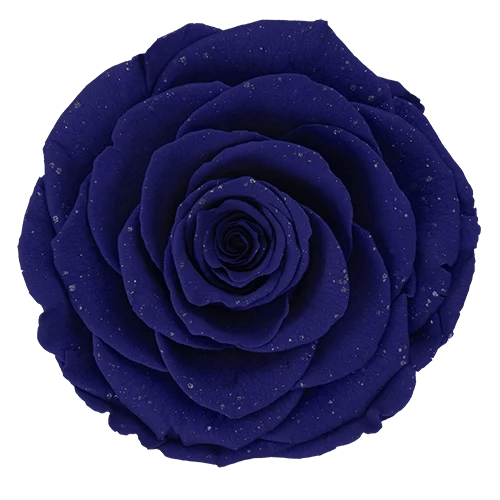 BELLA Preserved Roses Galaxy - Pack 4 - BMade