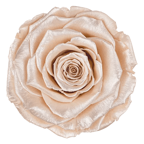 BELLA Preserved Roses Satin - Pack 4 - BMade