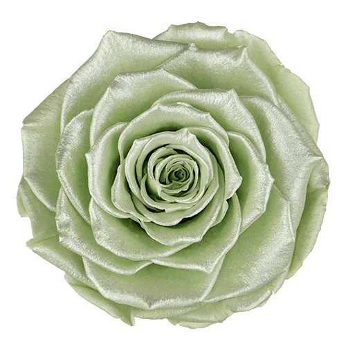 BELLA Preserved Roses Satin - Pack 4 - BMade