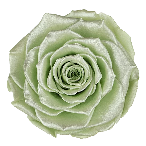 BONITA Preserved Roses Satin - Pack 1 - BMade