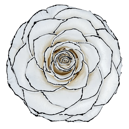 BONITA Preserved Roses Zebra - Pack 1 - BMade
