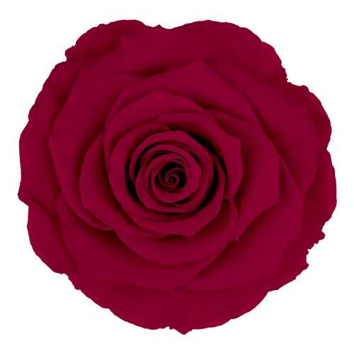BELLA Preserved Roses Solid Colors - Pack 4
