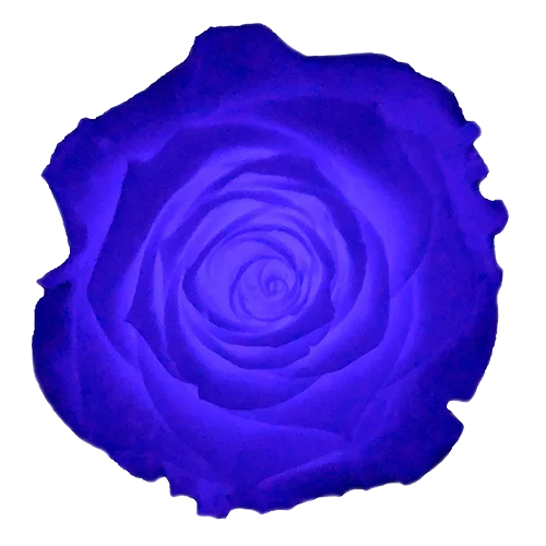 LL+ Preserved Roses Glow - Pack of 6 - BMade