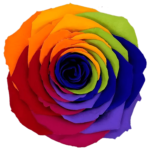 BELLA Preserved Roses Rainbow - Pack 4 - BMade