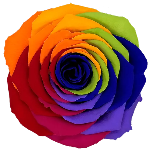 BELLA Preserved Roses Rainbow - Pack 4