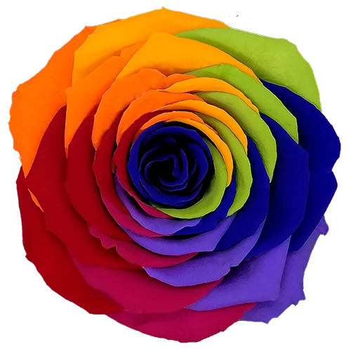 XL Preserved Roses Rainbow - Pack of 6 - BMade