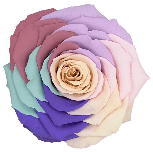 BELLA Preserved Roses Rainbow - Pack 4 - BMade