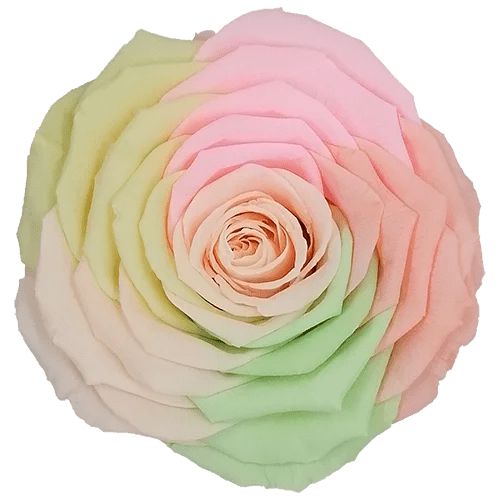 BELLA Preserved Roses Rainbow - Pack 4 - BMade
