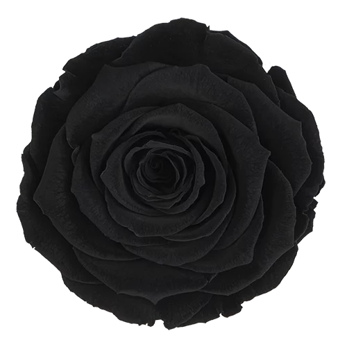 XL Preserved Roses Solid Colors BLACK 01 - Pack of 6 - Stock
