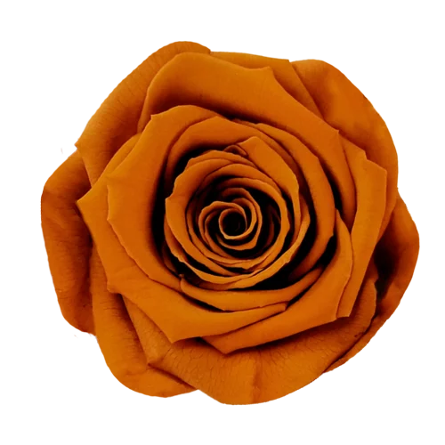 BELLA Preserved Roses Solid Colors - Pack 4