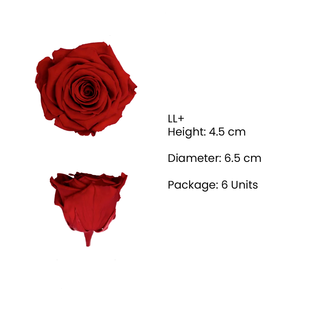 LL+ Preserved Roses Glow - Pack of 6 - BMade