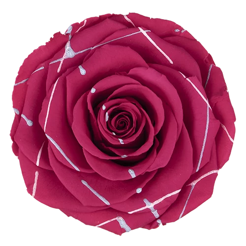BONITA Preserved Roses Festiva - Pack 1