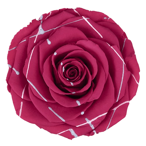 BELLA Preserved Roses Festiva - Pack 4 - BMade