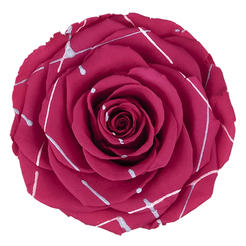 LL+ Preserved Roses Festiva - Pack of 6 - BMade