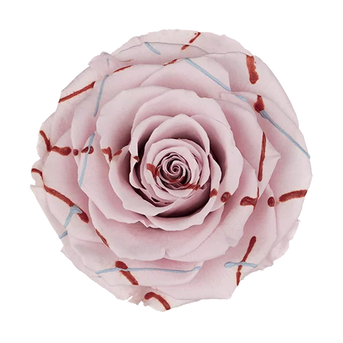 XL Preserved Roses Festiva - Pack of 6 - BMade
