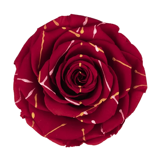 BELLA Preserved Roses Festiva - Pack 4 - BMade