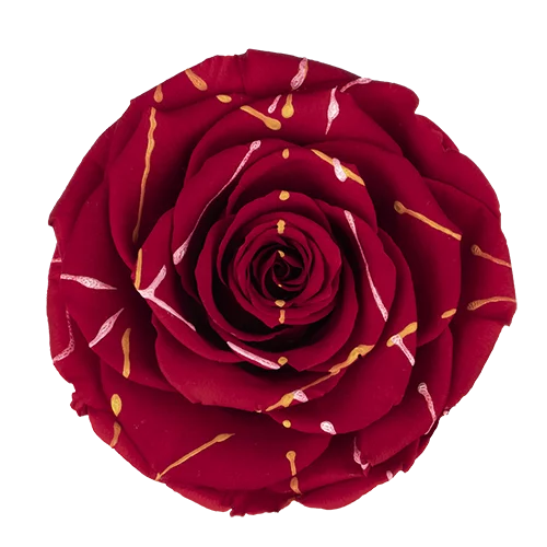 BELLA Preserved Roses Festiva - Pack 4