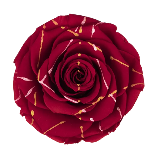 BONITA Preserved Roses Festiva - Pack 1 - BMade