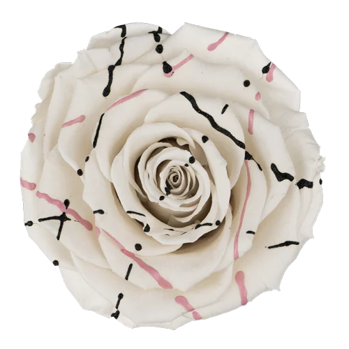 XL Preserved Roses Festiva - Pack of 6 - BMade