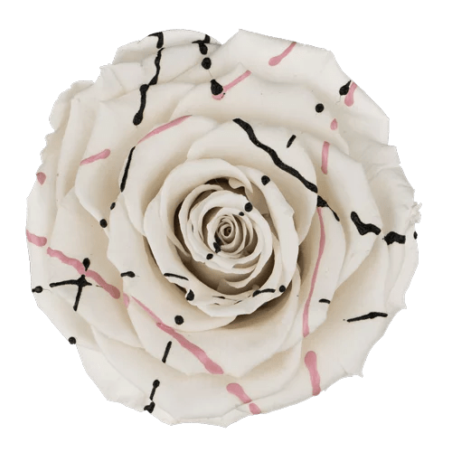 BELLA Preserved Roses Festiva - Pack 4 - BMade