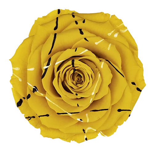 LL+ Preserved Roses Festiva - Pack of 6 - BMade