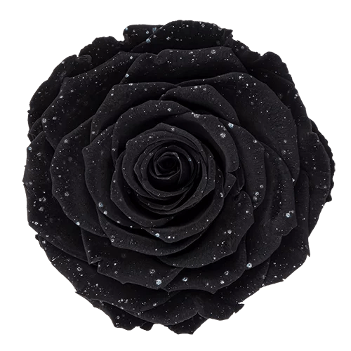 BELLA Preserved Roses Galaxy - Pack 4 - BMade
