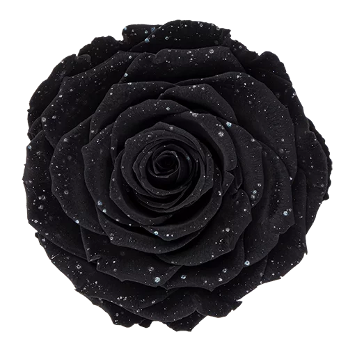BONITA Preserved Roses Galaxy - Pack 1 - BMade