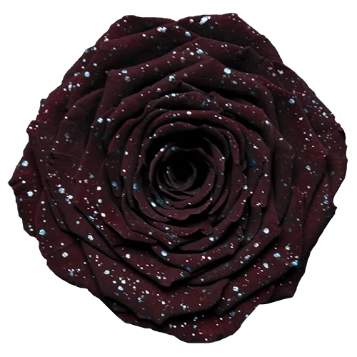 BELLA Preserved Roses Galaxy - Pack 4