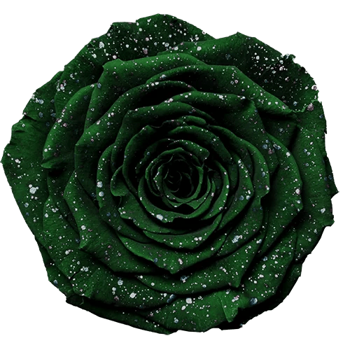 BELLA Preserved Roses Galaxy - Pack 4 - BMade