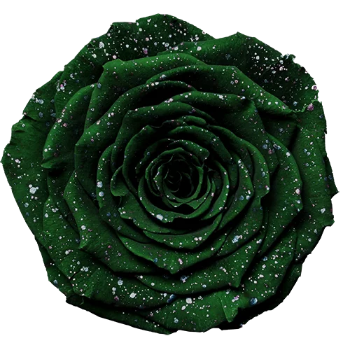 BONITA Preserved Roses Galaxy - Pack 1 - BMade