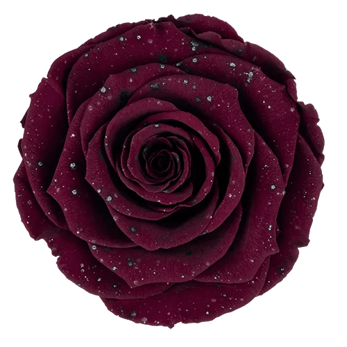BELLA Preserved Roses Galaxy - Pack 4 - BMade