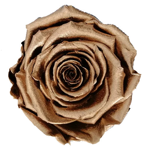 BELLA Preserved Roses Metallic - Pack 4
