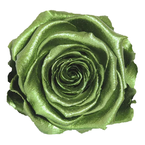 XL Preserved Roses Metallic - Pack of 6 - BMade