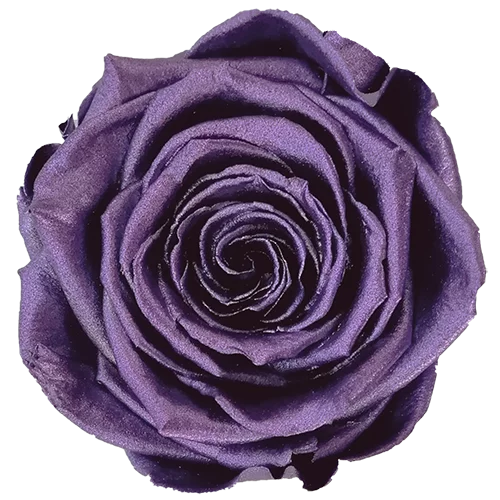 XL Preserved Roses Metallic - Pack of 6 - BMade