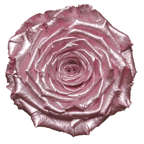 BELLA Preserved Roses Metallic - Pack 4 - BMade