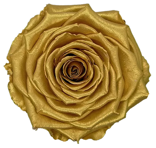 XL Preserved Roses Metallic - Pack of 6 - BMade