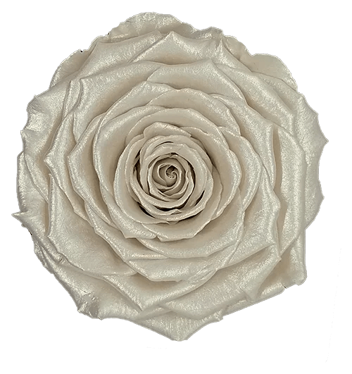 BELLA Preserved Roses Metallic - Pack 4 - BMade