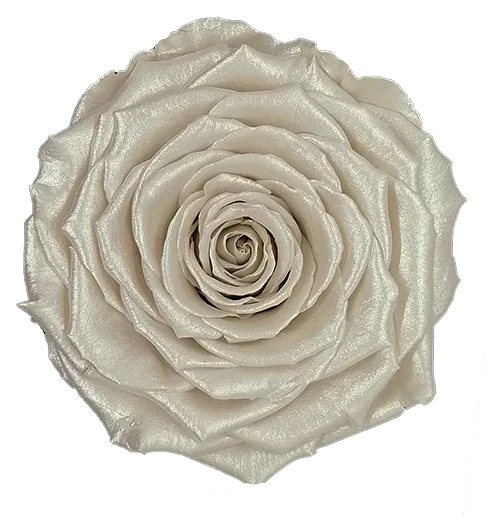XL Preserved Roses Metallic - Pack of 6 - BMade