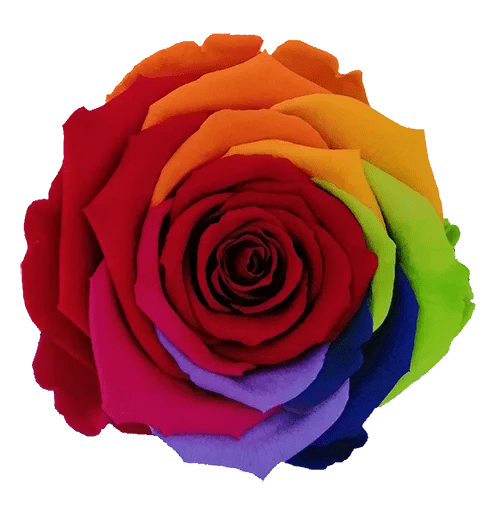 BELLA Preserved Roses Rainbow - Pack 4 - BMade