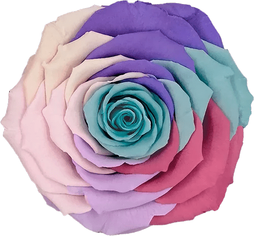 BELLA Preserved Roses Rainbow - Pack 4 - BMade