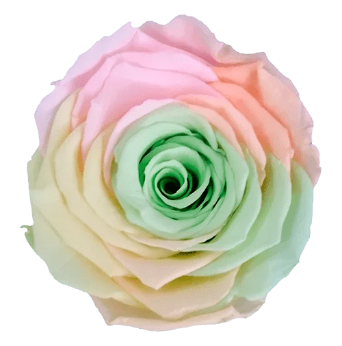 BELLA Preserved Roses Rainbow - Pack 4 - BMade