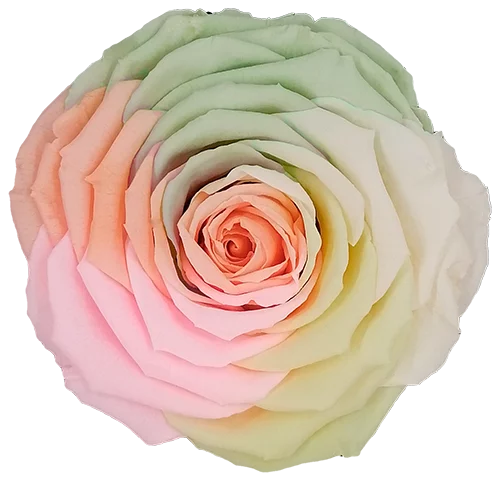 BONITA Preserved Roses Rainbow - Pack 1