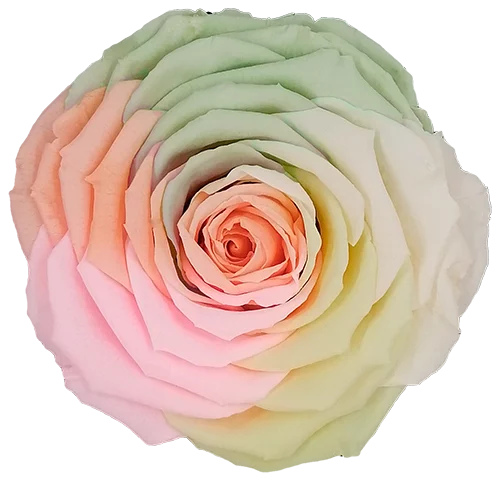 XL Preserved Roses Rainbow - Pack of 6 - BMade