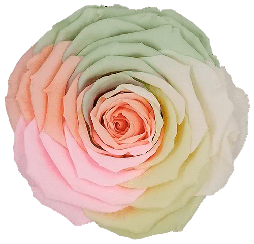 BELLA Preserved Roses Rainbow - Pack 4 - BMade