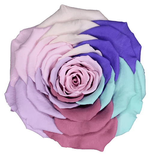 BELLA Preserved Roses Rainbow - Pack 4 - BMade