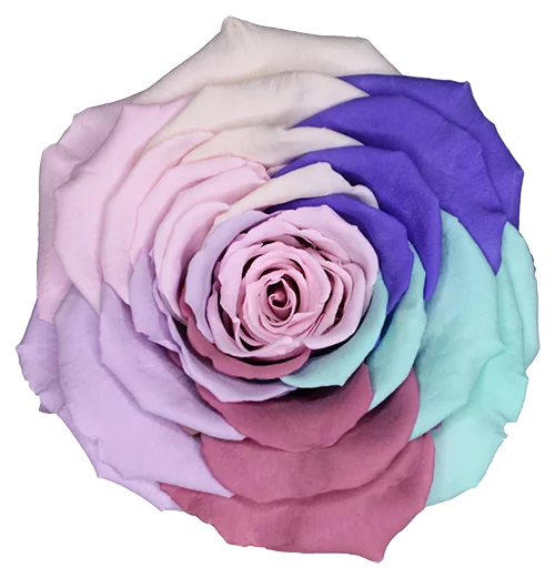 BONITA Preserved Roses Rainbow - Pack 1